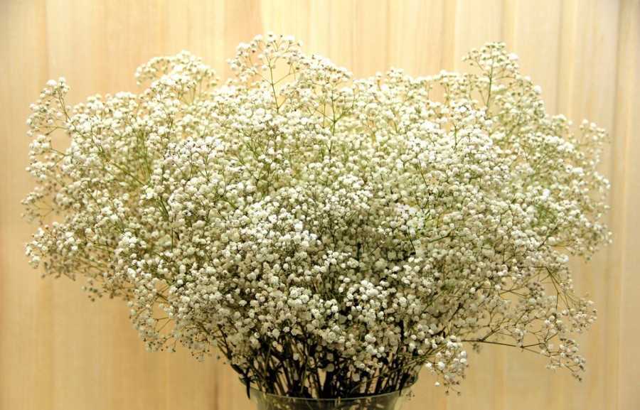 Гипсофила многолетняя и однолетняя: фото, посадка и уход за цветком