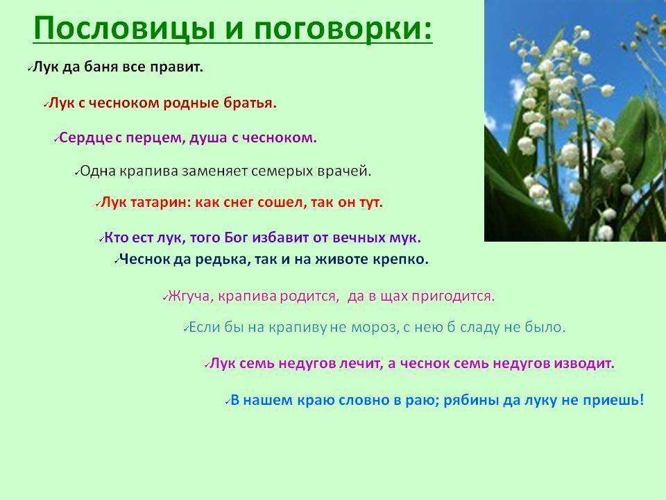 Загадки и пословицы о растениях нашего края