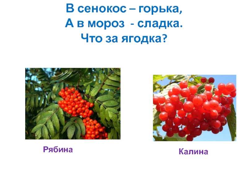 Сорта калины и особенности выращивания