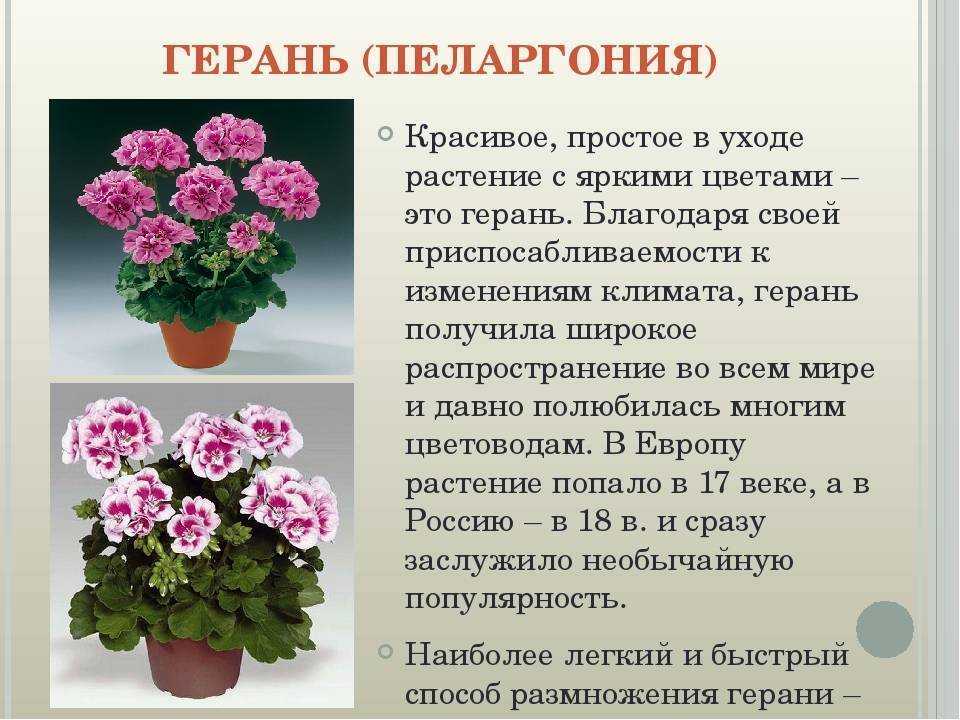 Садовая многолетняя пеларгония: описание уличного цветка, виды и их фото, особенности ухода, распространенные вредители и болезни. а также способы размножения selo.guru — интернет портал о сельском хозяйстве