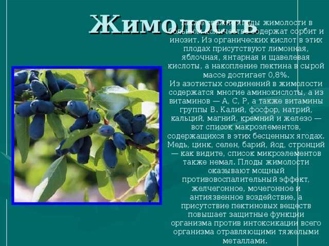 Гвоздика — 8 полезных свойств и противопоказания для организма, а также как принимать приправу