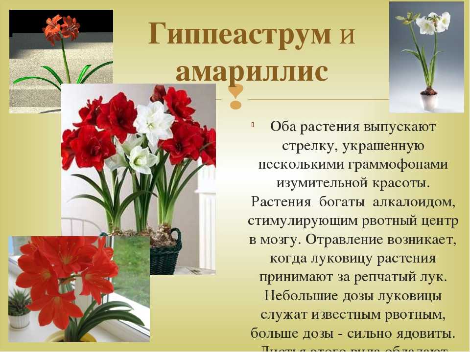Амариллис: описание, уход в домашних условиях, размножение | (100+ фото & видео)