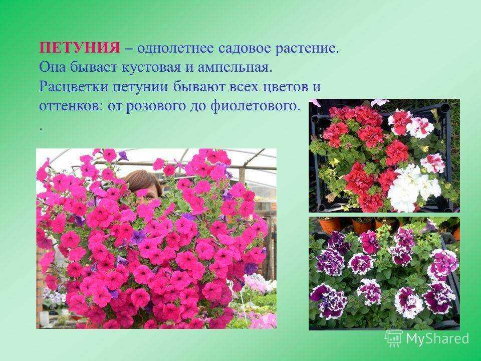 Бегония уход в домашних условиях фото, пересадка, размножение