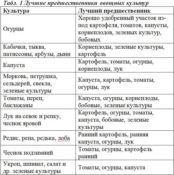 Принципы севооборота: что можно сажать после свеклы, рядом с культурой и какие предшественники для нее подойдут?
