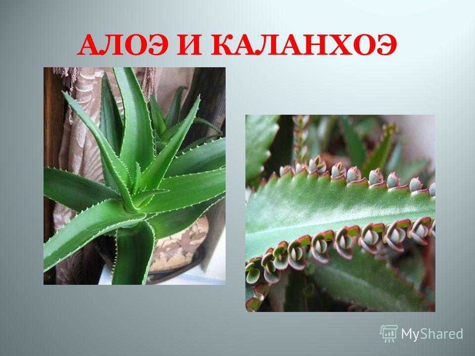 Алоэ древовидное – природная аптечка от 100 недугов на подоконнике
