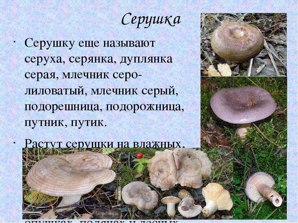 Маринованные рядовки: простые и вкусные рецепты грибов