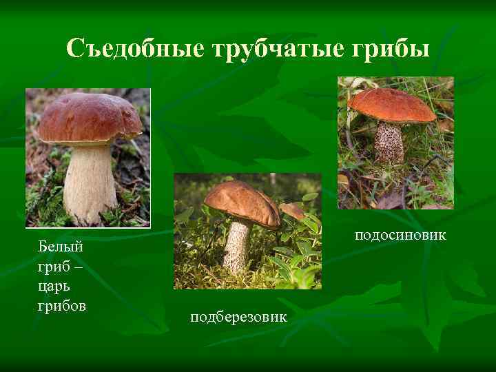 Пластинчатые грибы: съедобные и ядовитые виды, особенности строения, отличительные признаки, правила сбора