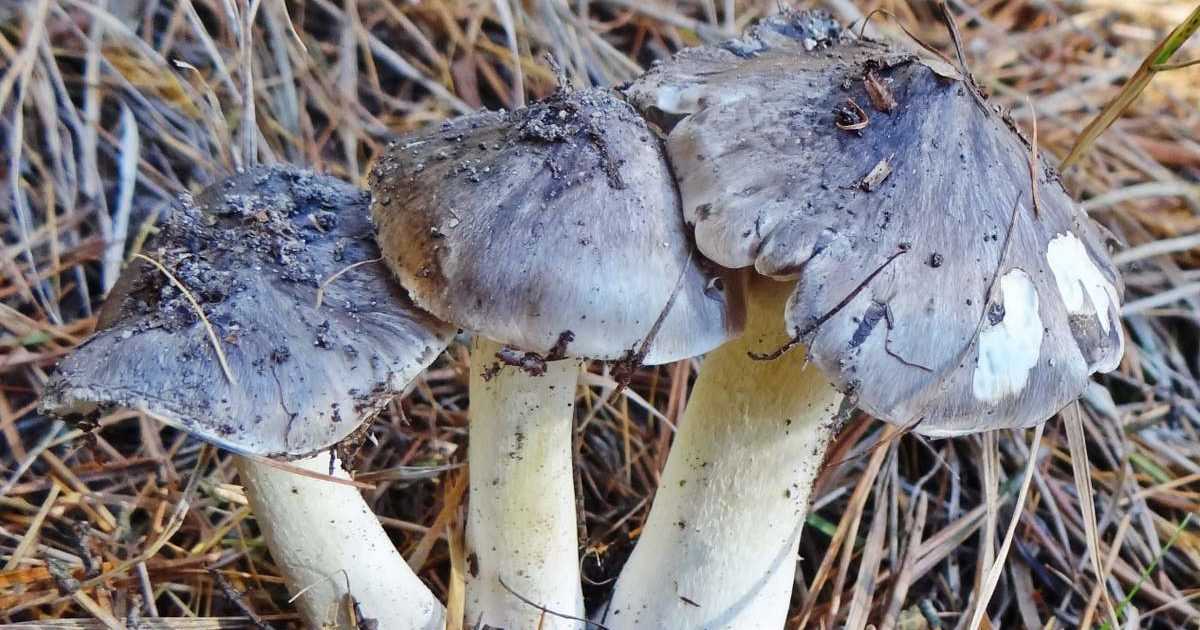 Ядовитая заостренная или полосатая (тricholoma virgatum): фото и как отличить от съедобных грибов