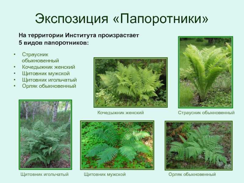 Какие папоротники встречаются в нашей местности? | tonature.info