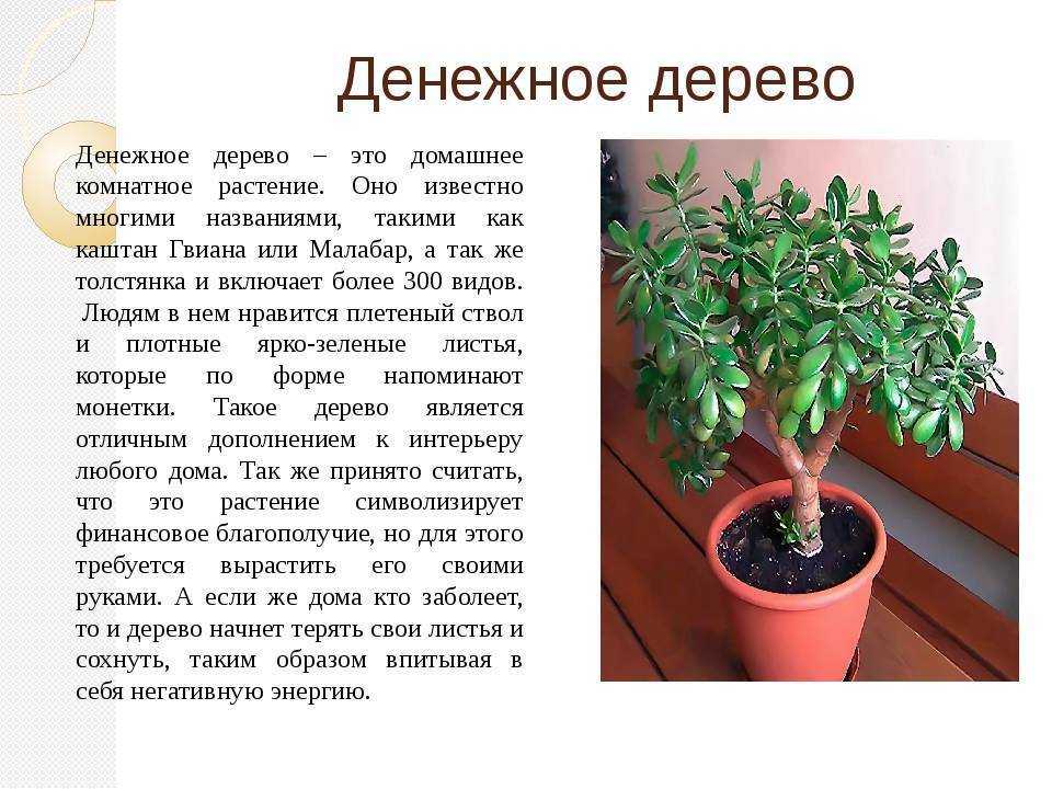 Крассула плауновидная: особенности выращивания суккулента