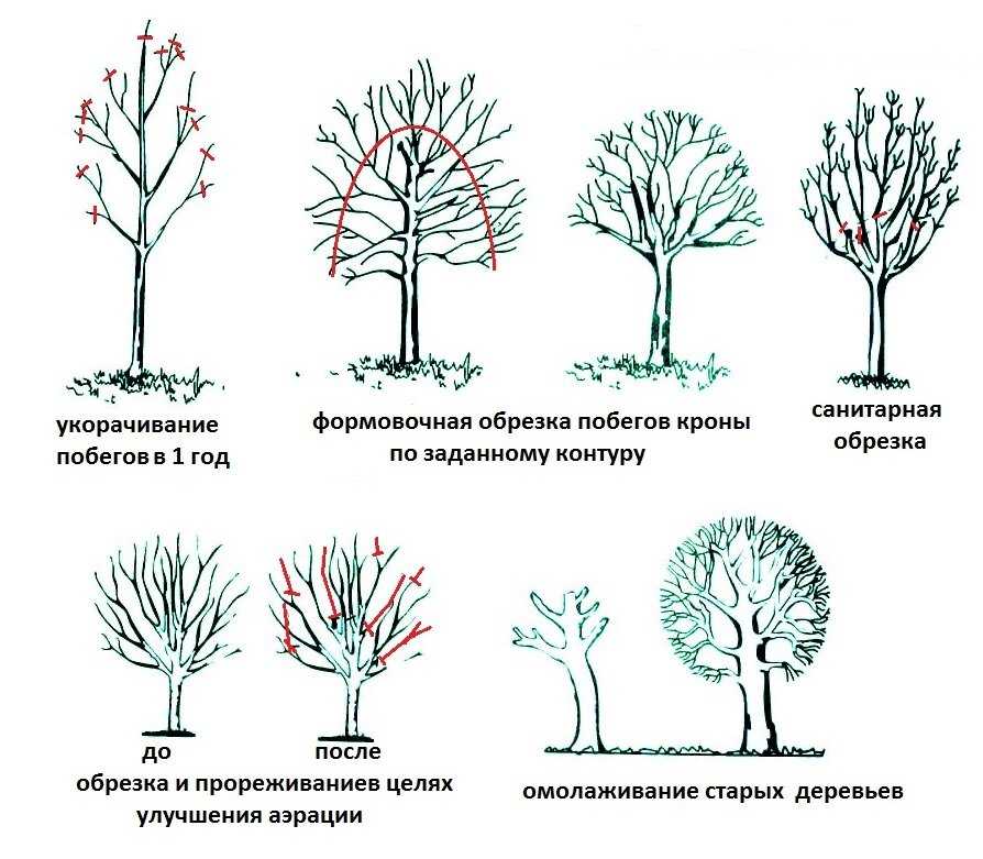 Как правильно посадить рябину осенью
