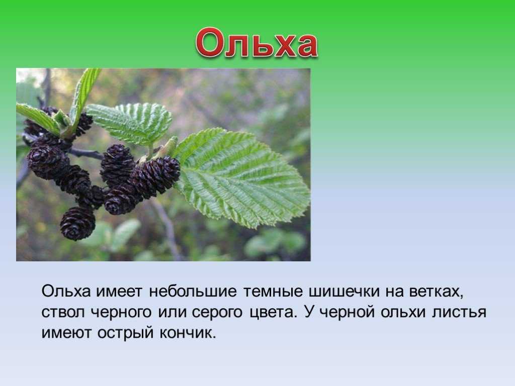 Как выглядит ольха: 80 фото и видео выращивания ольхи. виды, полезные свойства и лечение болезней и вредителей