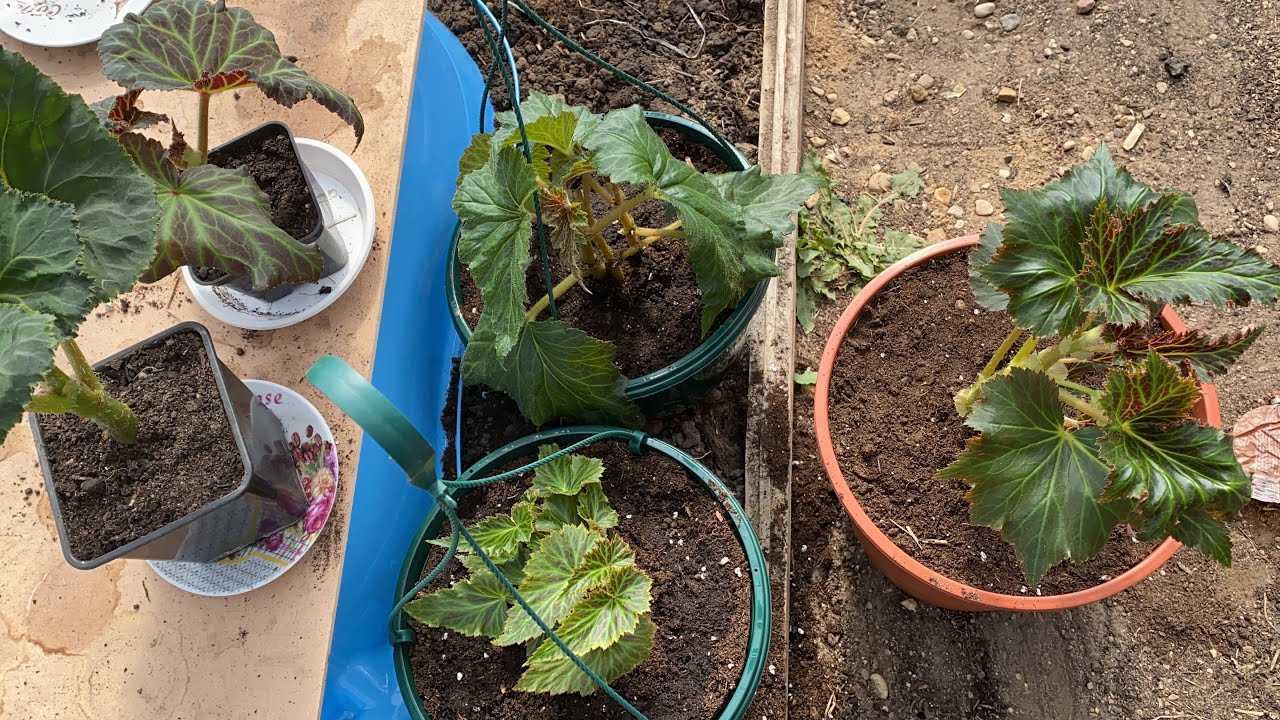 Как размножить бегонию в домашних условиях, в том числе клубневую: как укоренить лист и рассадить куст, как разводить семенами и черенковать, как ухаживать?