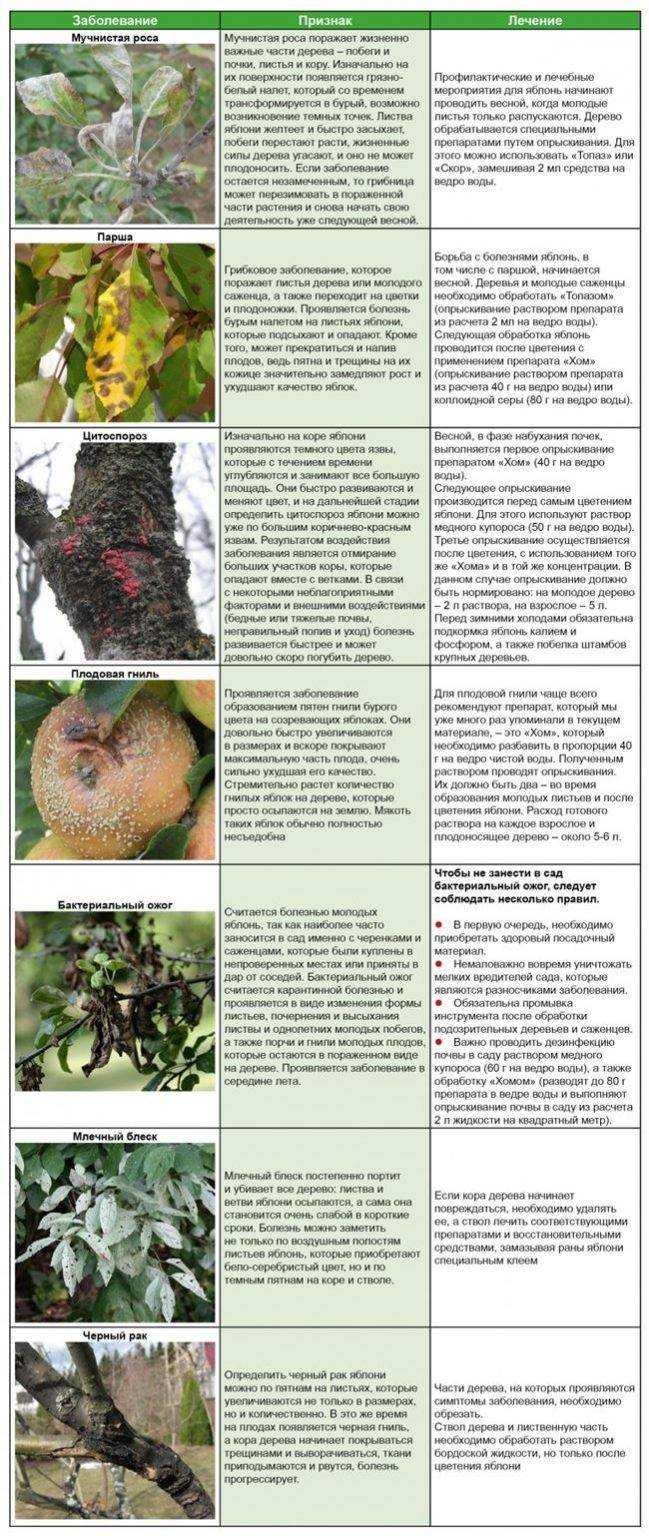 Как вылечить яблоню от парши: доступные и эффективные меры борьбы и профилактики