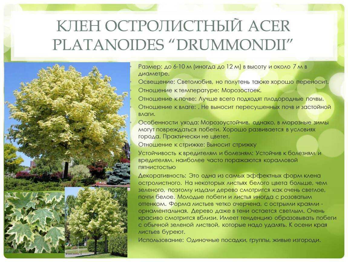 Клен остролистный, фото, описание, декоративные формы, особенности выращивания, уход