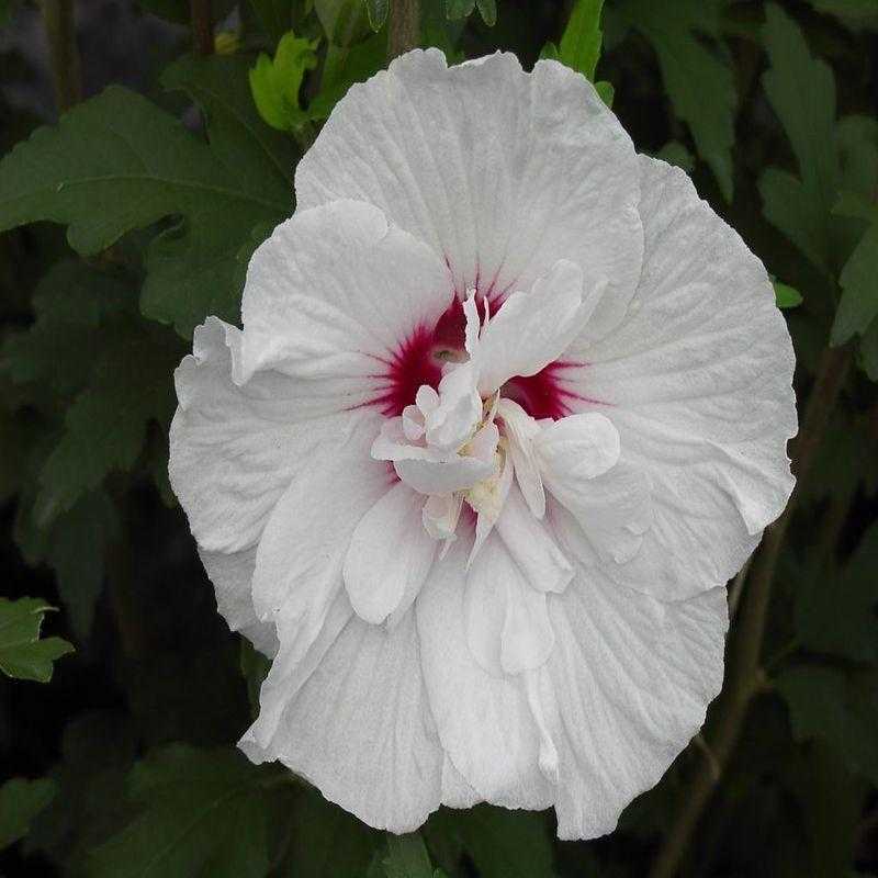 Hibiscus syriacus "red heart rose of chiffon" - гибискус сирийский