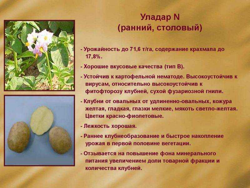 Картофель василек: характеристика сорта, вкусовые качества. сорт картофеля василёк: отзывы, фото, урожайность, секреты выращивания
