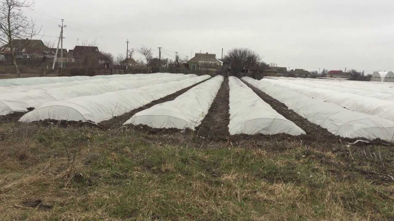 Подмерзла ботва картофеля: что делать, способы защиты