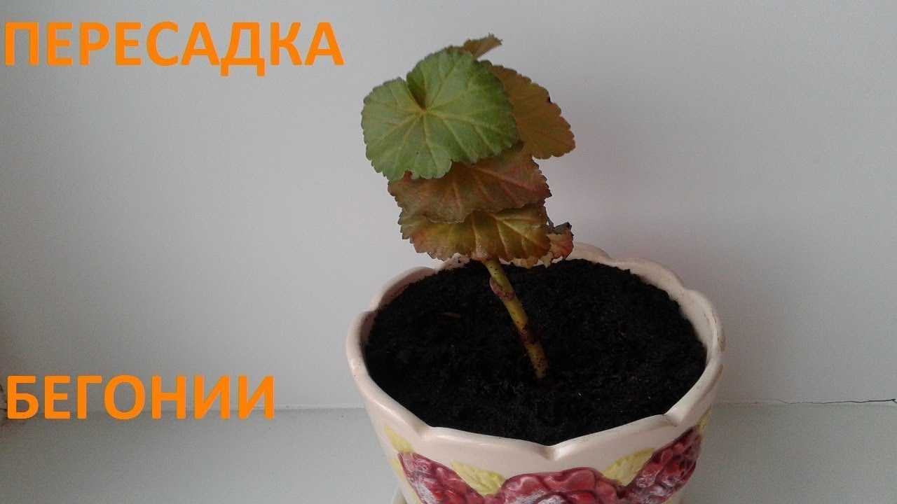 Как пересадить и ухаживать за бегонией после покупки