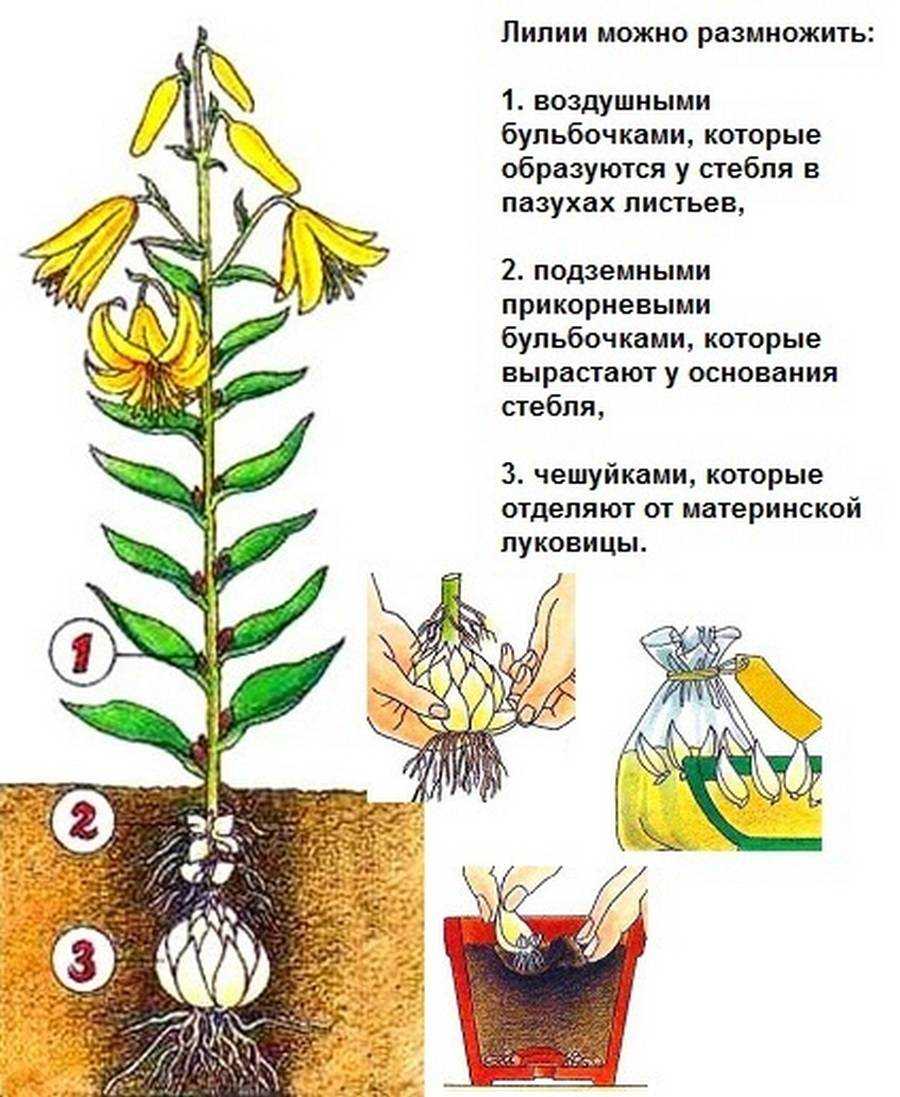 Дримиопсис: уход, размножение, вредители, свойства, виды
