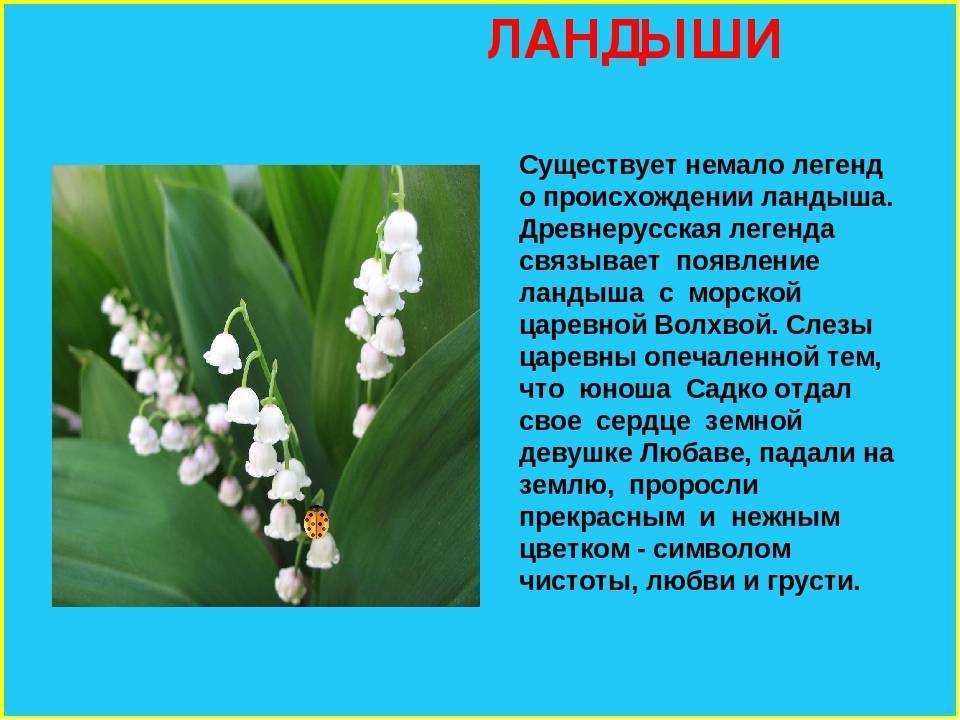 5 сортов садового ландыша, которые не доставят особых хлопот