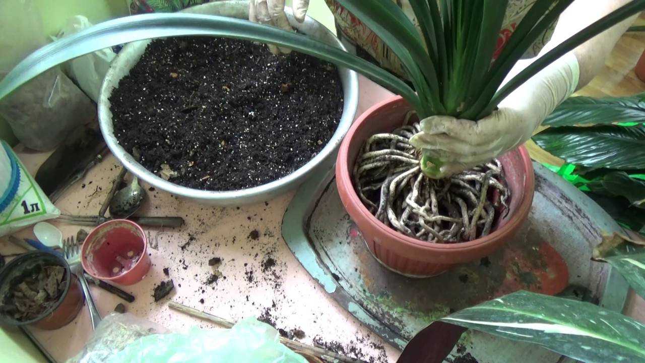 Кливия: фото, уход в домашних условиях, размножение, болезни и вредители комнатного цветка selo.guru — интернет портал о сельском хозяйстве
