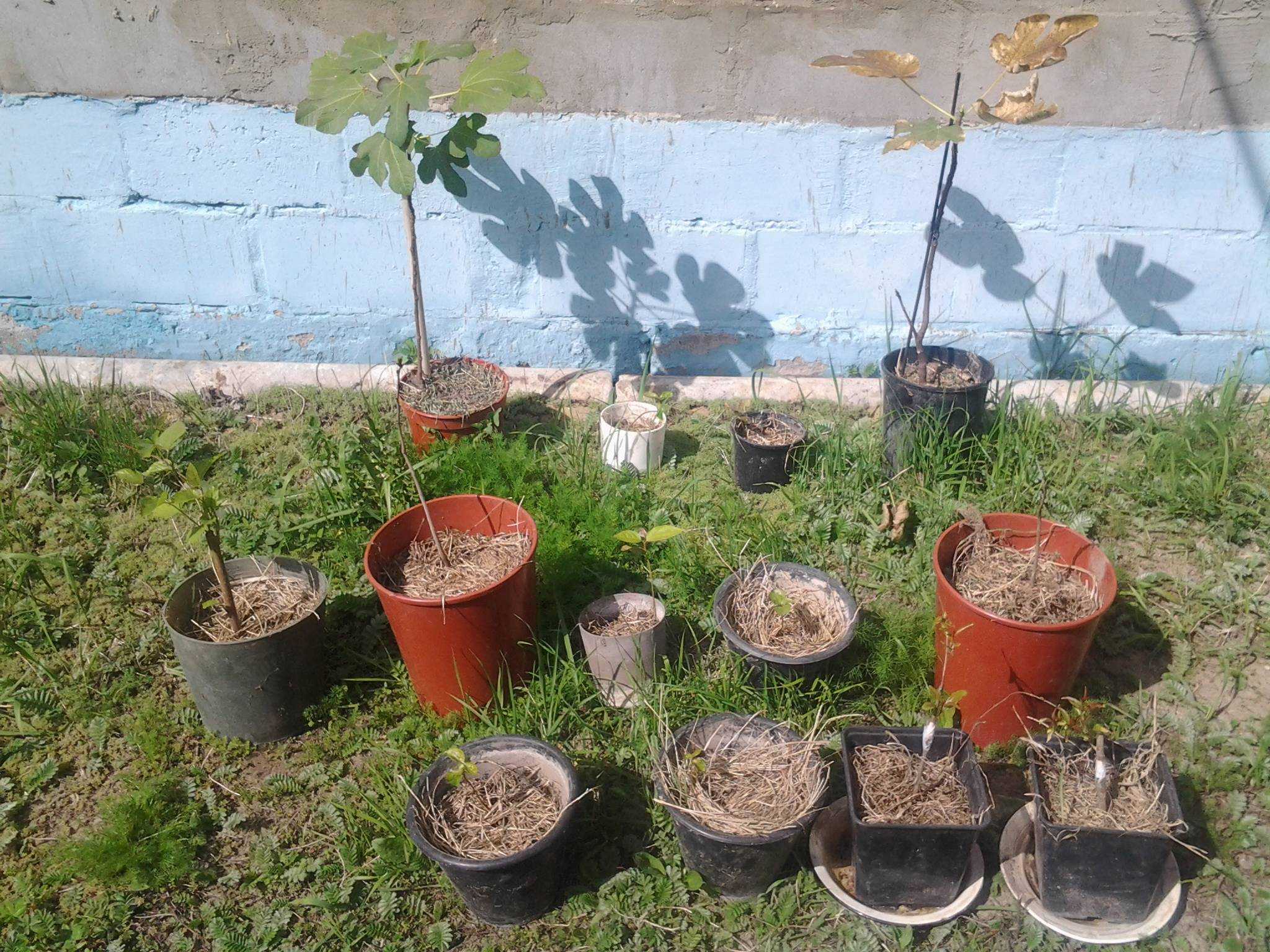Виды нектаринов: 10 популярных сортов и особенности ухода
