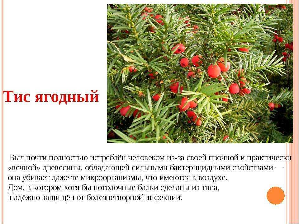Хвойное растение тис и всё о нем: посадка и уход в открытом грунте, фото кустарника
