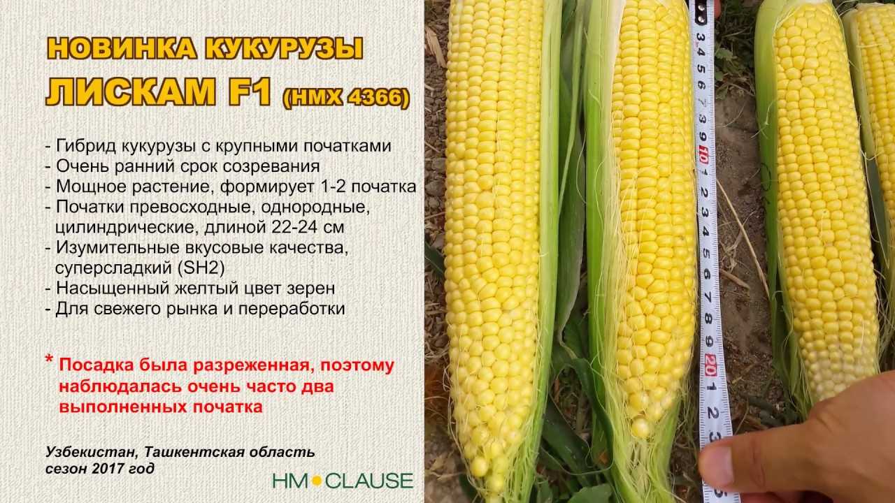 Кукуруза: особенности выращивания в открытом грунте