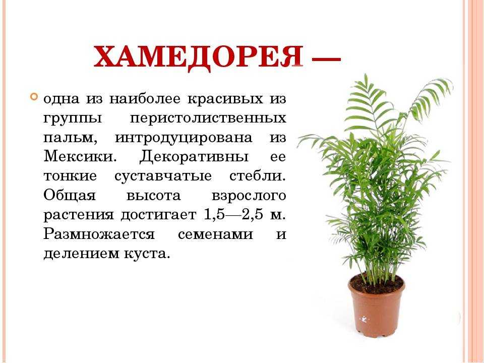 Холодостойкие пальмы: возможности выращивания некоторых видов и сортов | огородники
