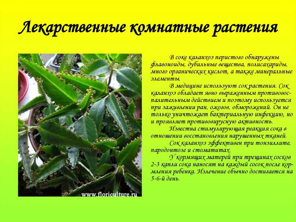 Уличное каланхоэ: описание и секреты ухода за садовым видом растения