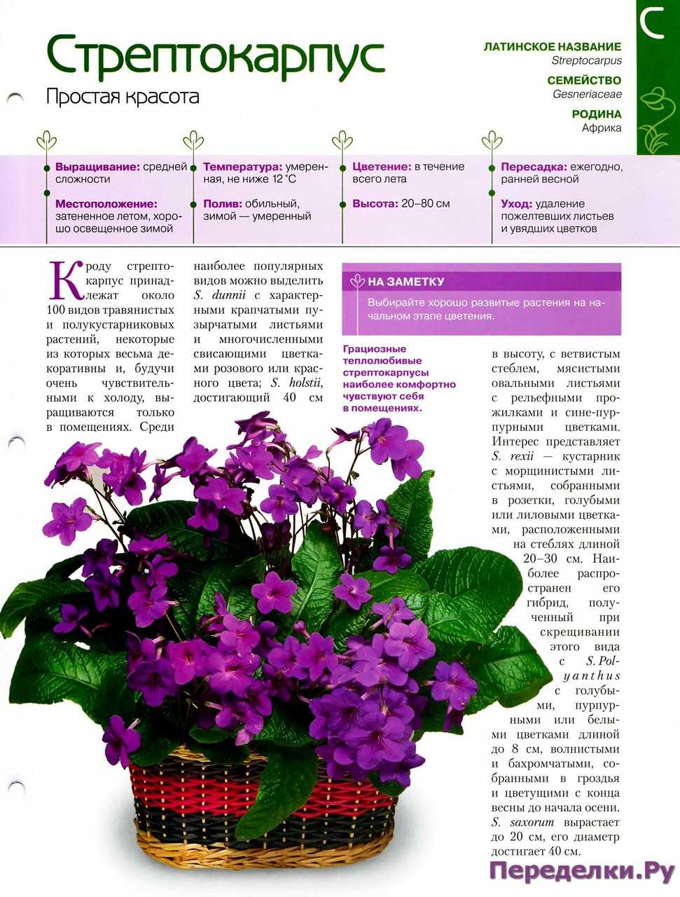 Особенности выращивания стрептокарпусов в домашних условиях: описание, сорта, уход