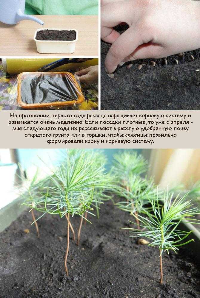 Голубая ель и другие разновидности ели