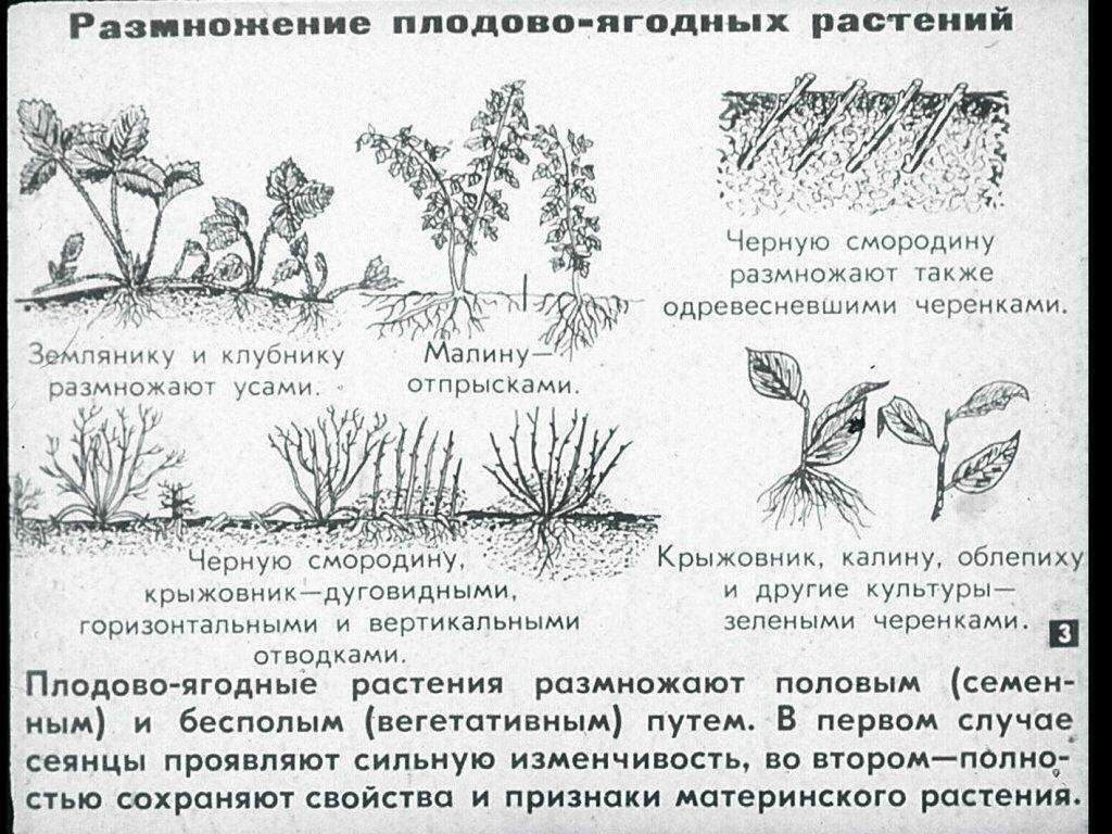 Четыре причины вырастить дома аспарагус перистый