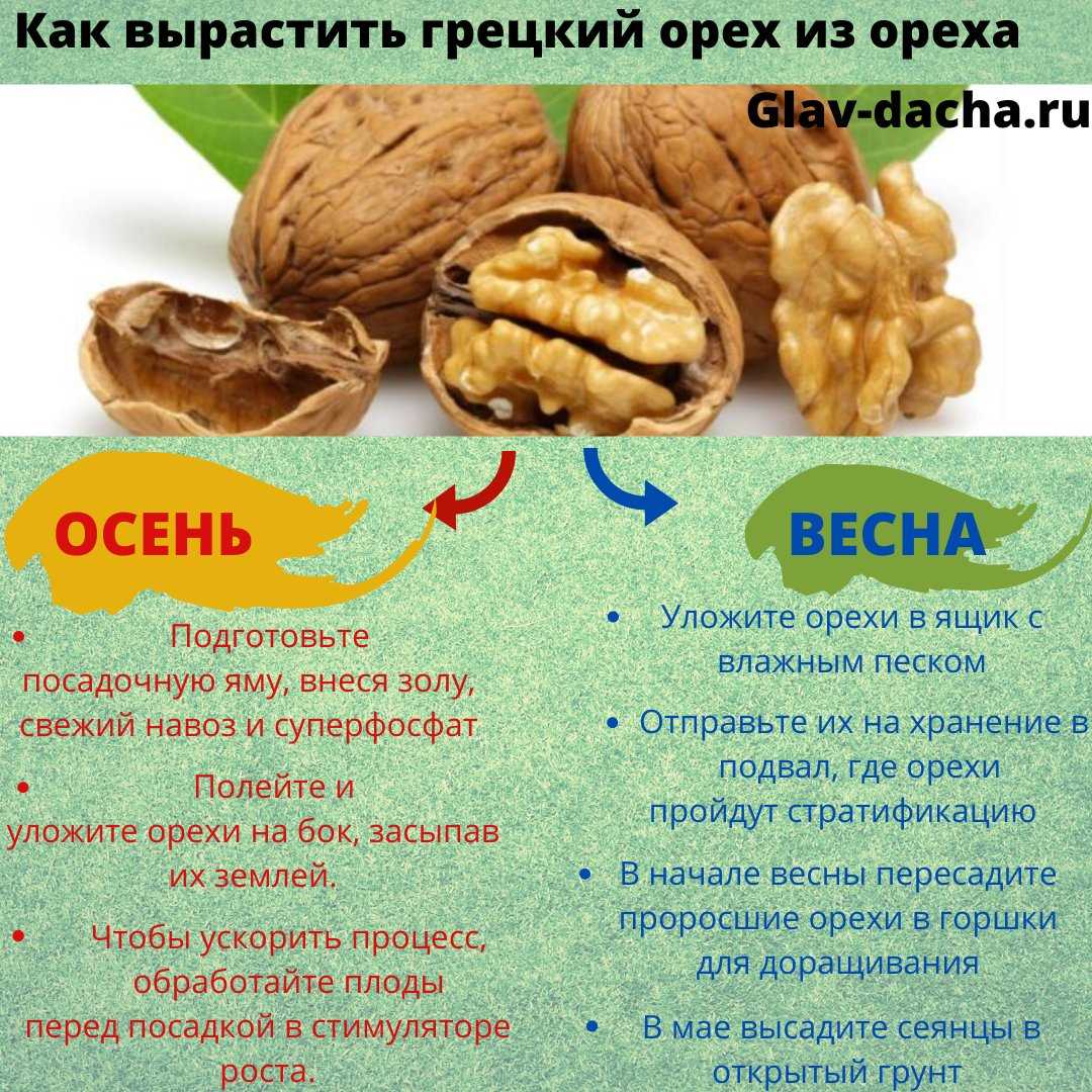 Лещина обыкновенная (фундук) – посадка, уход за орешником, как выглядит дерево?