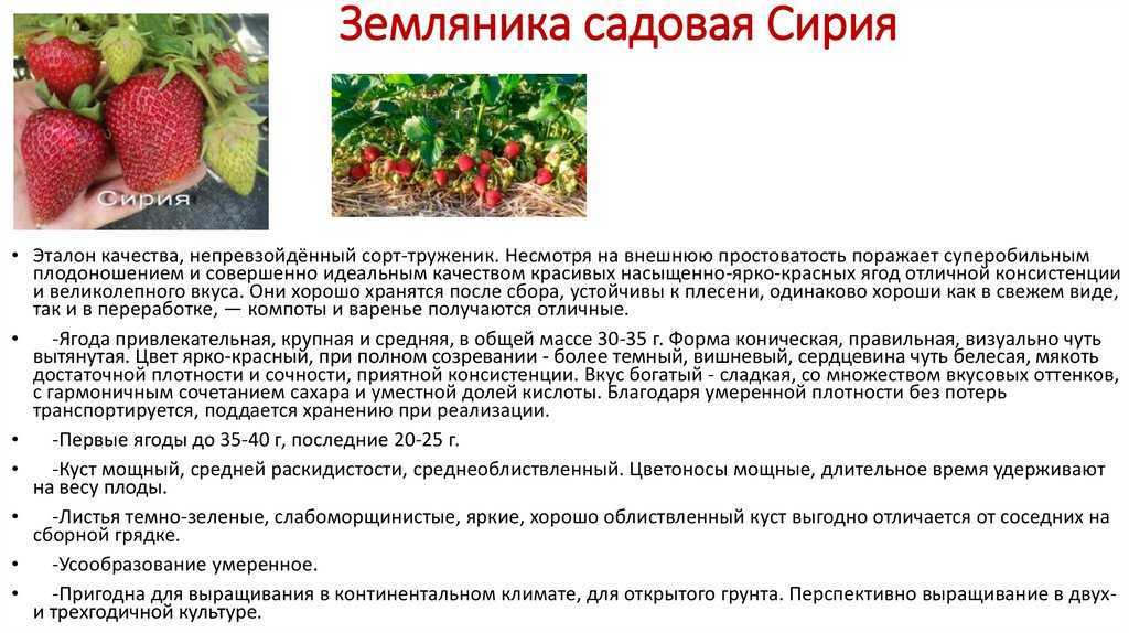 Выращивание клубники (садовой земляники) из семян в домашних условиях. фото — ботаничка