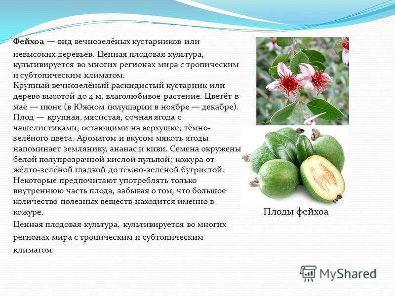 Что такое фейхоа: полезные свойства плодов, листьев и коры растения, противопоказания - лечим дома