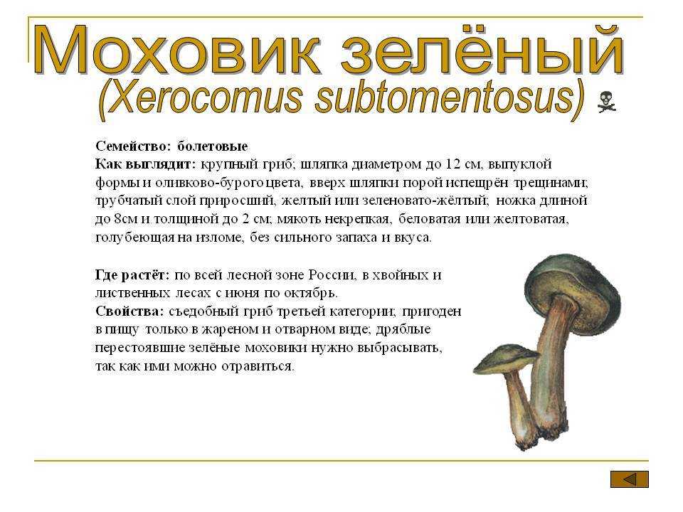 Польский гриб – фото, описание, как готовить, где растет