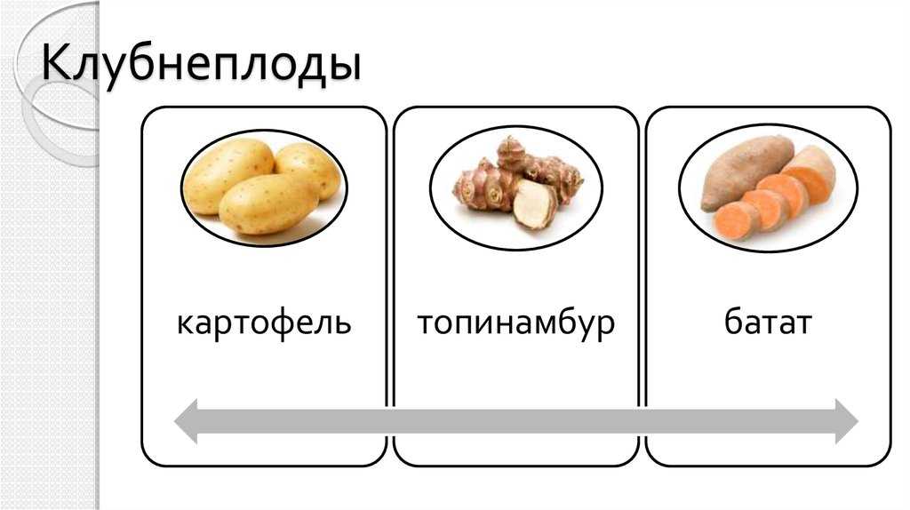 Топинамбур - полезные и опасные свойства топинамбура