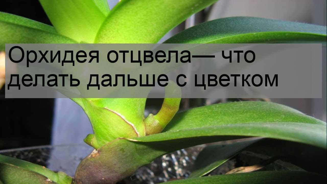 Орхидея отцвела, что делать со стрелкой дальше: как нужно действовать, если стебель засыхает или, когда еще зеленый после опадания бутонов, как выглядит на фото? selo.guru — интернет портал о сельском хозяйстве