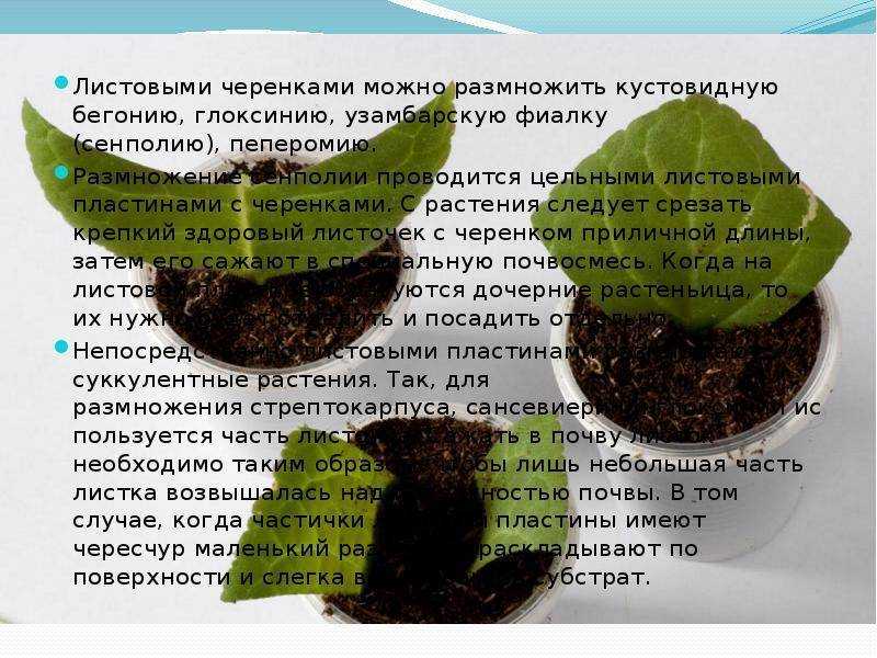 Бегония коралловая