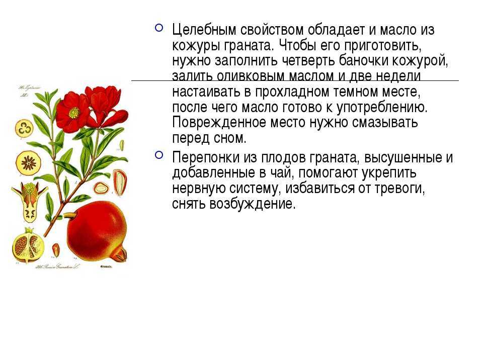 Гранатовые корки — полезные и лечебные свойства, как сушить, применение и рецепты