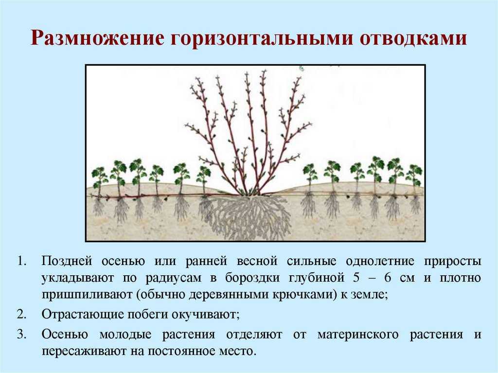Посадка садовой многолетней герани и уход за ней в открытом грунте, а также размножение черенками и семенами, описание гималайского вида, фото растения selo.guru — интернет портал о сельском хозяйстве