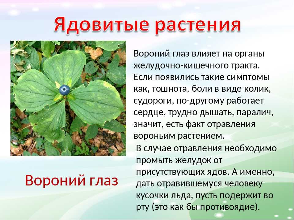 Безопасность превыше всего: какие ядовитые комнатные растения существуют, чем опасны и как с ними уживаться в одном доме - комнатные и садовые растения, уход за ними sad-doma.net