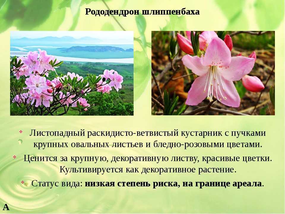 Рододендрон шлиппенбаха. корейский крестник александра шлиппенбаха. -растения -р -статьи