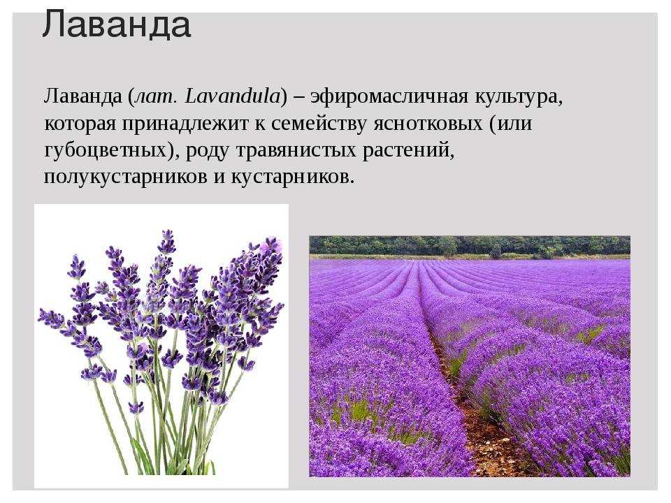 ᐉ орхидея ванда - уход, пересадка и размножение в домашних условиях, видео