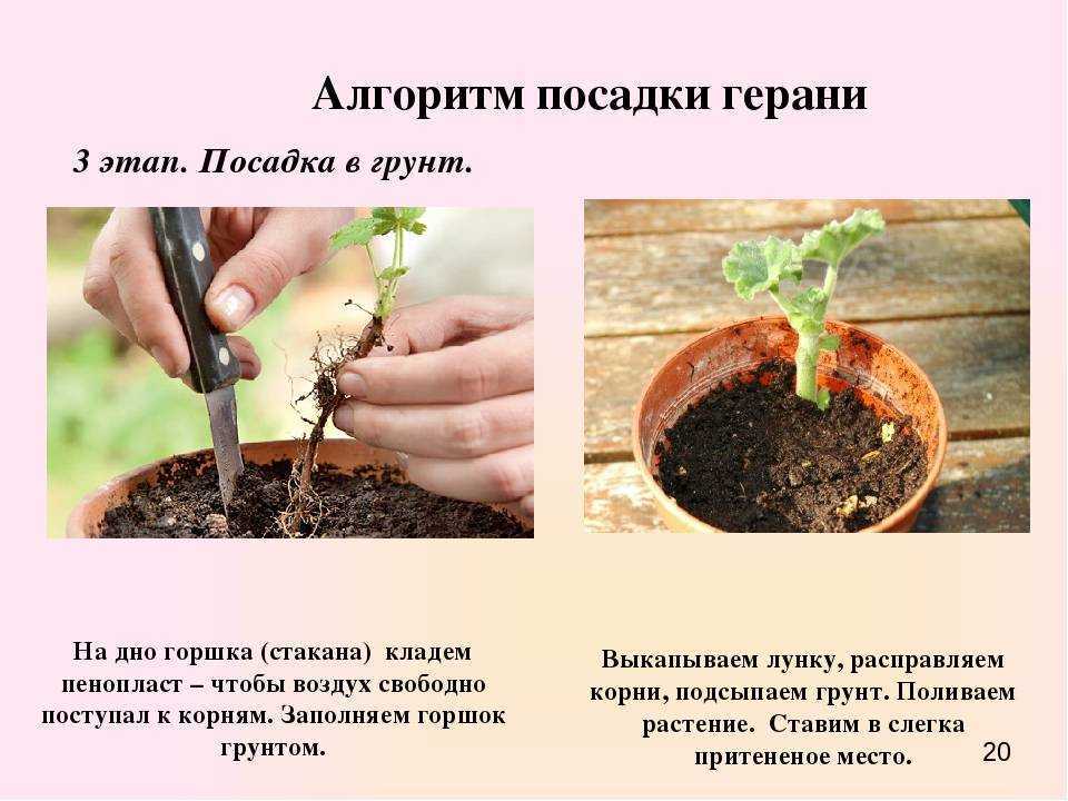 Цветок кроссандра: уход и выращивание в домашних условиях