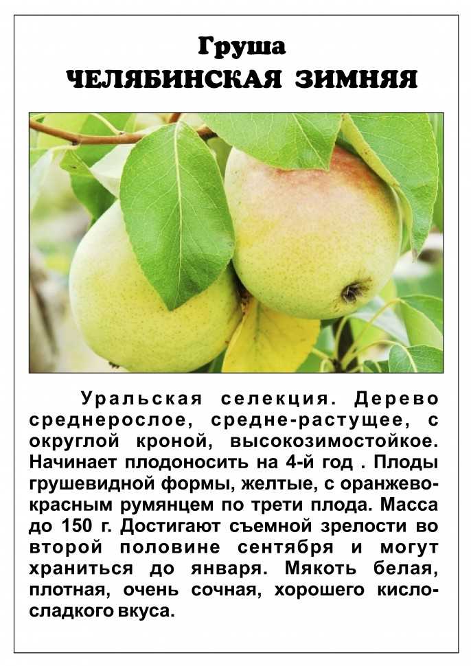 Груша – описание, виды, сорта, посадка, уход, фото.