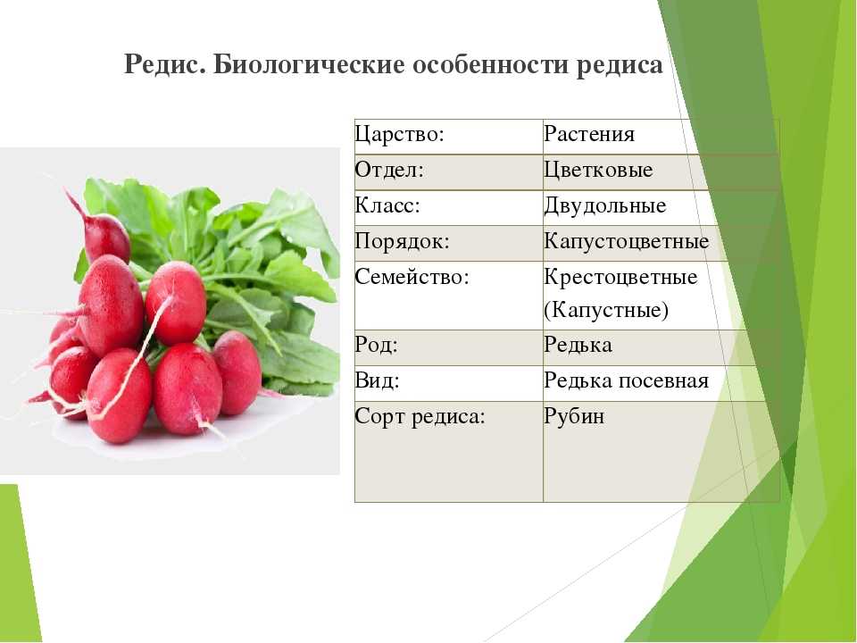 Особенности посадки и выращивания арбузной редьки (редиса): характеристики, свойства, методы