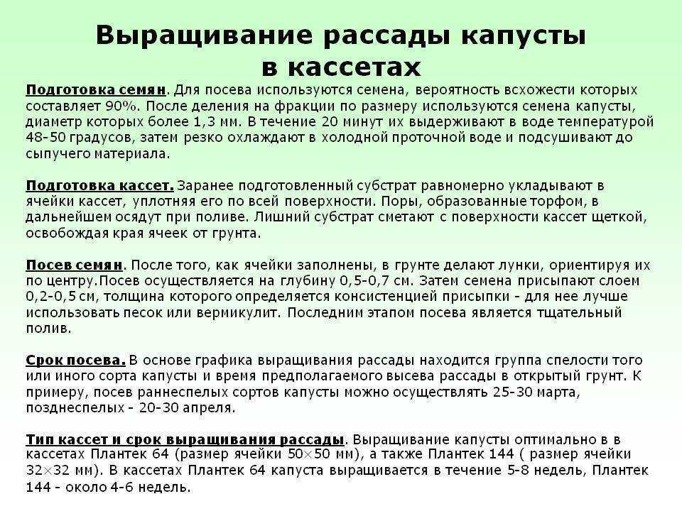 Соседи капусты на грядке, с чем можно посадить, а с чем нельзя